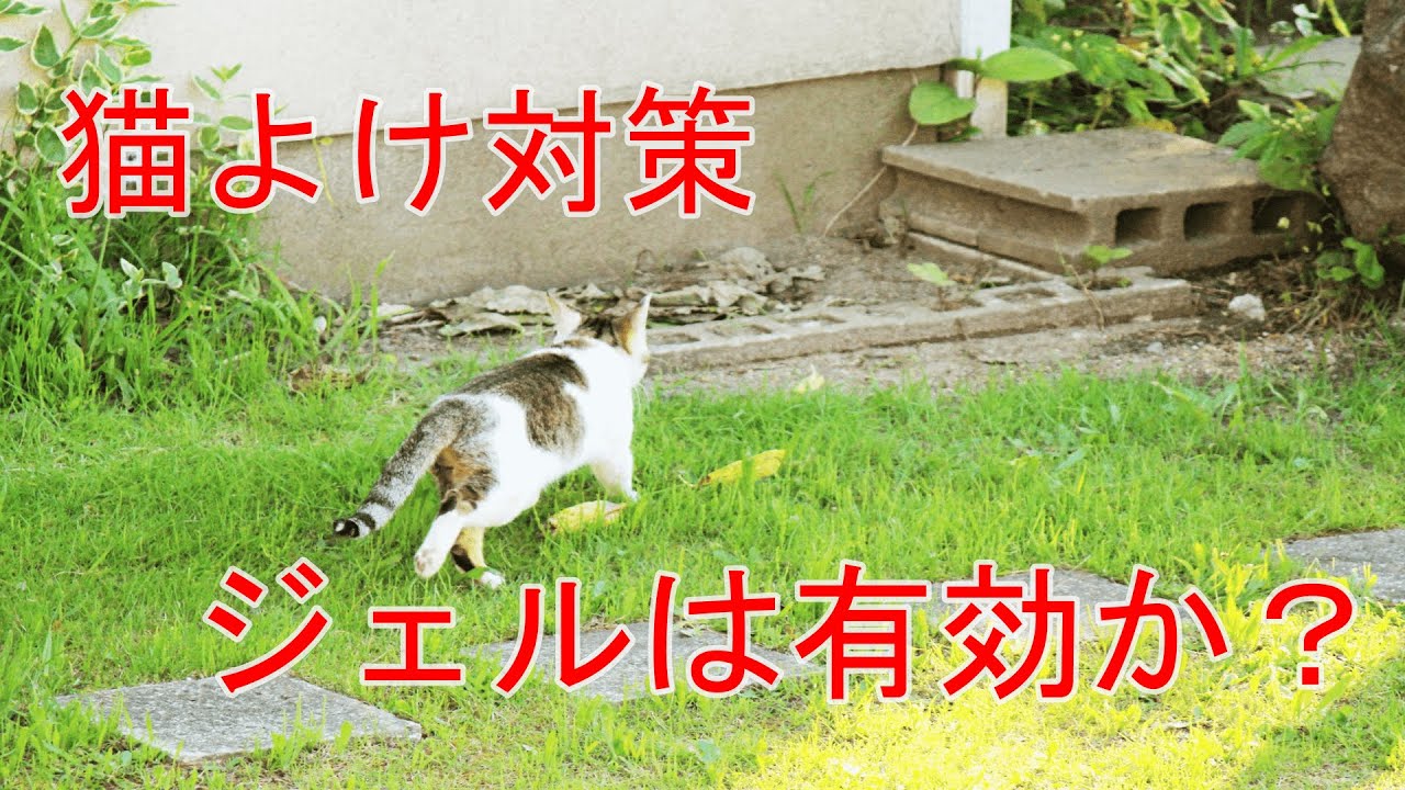 猫よけ対策 ジェル編 Youtube 猫よけ対策 ジェル編 Youtube