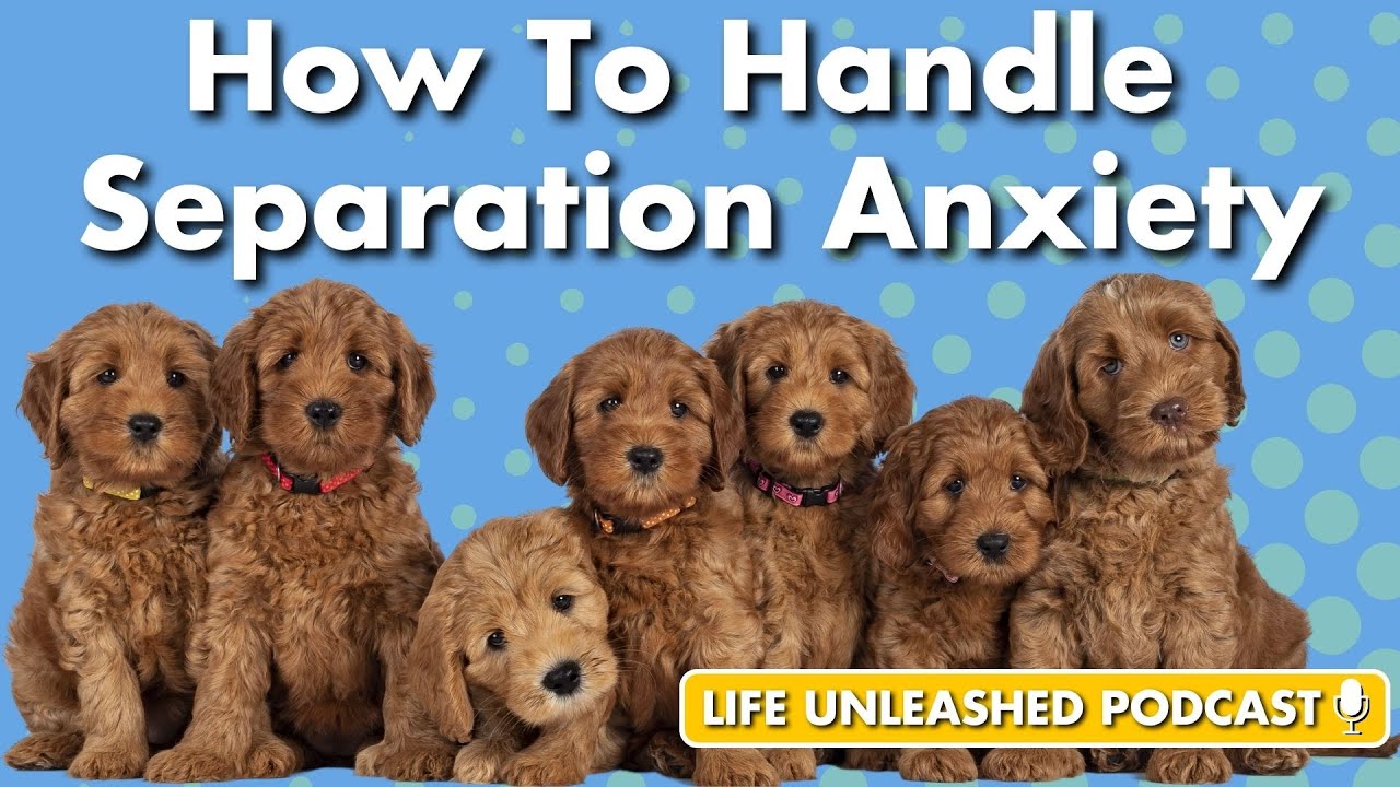Photo inspiration: Picture Idea: This Is Why Your Dog Has Separation Anxiety
