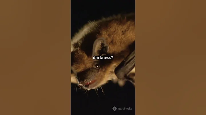 How Do Bats Navigate in the Dark?