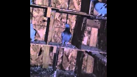 Spending time with my birds