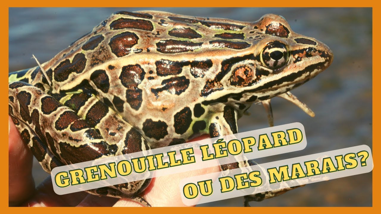 1.2.8 – Grenouille des marais