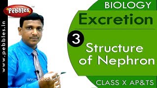 Structure of Nephron : Excretion | Biology | Science |  Class 10