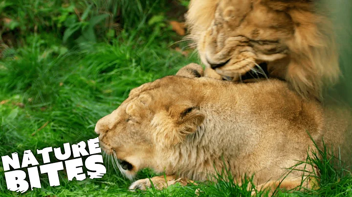 Lion Love Triangle Takes Dangerous Turn | The Secret Life of the Zoo | Nature Bites - DayDayNews