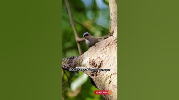 Rambatan paruh merah liar #birds #kicaumania #burung #rambatan #kicaumanianusantara #burungkicau #lb