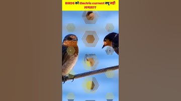 आख़िर Birds को electric current क्यू नही लगता???#shorts #shortsvideo