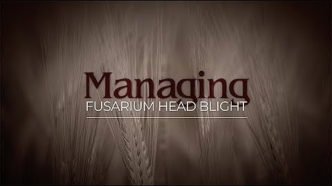 Management of FUSARIUM HEAD BLIGHT IN WHEAT (North Dakota State University)