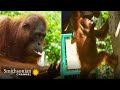 Orangutan Release and Adaptation