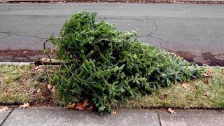 City of Springfield offers recycling options for holiday lights and trees