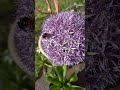 Gisteren de snackbar voor insecten geopend in de achtertuin. Blije Steenhommel.