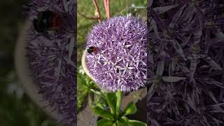 Gisteren de snackbar voor insecten geopend in de achtertuin. Blije Steenhommel.