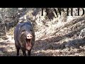 Sounds of Nature - Sonidos de la Naturaleza / San Luis Potosi, Mexico