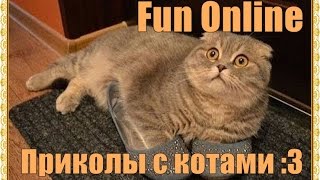 Новые приколы с котами l Коты, кошки, приколы 2016 Новые приколы с котами l Коты, кошки, приколы 2016