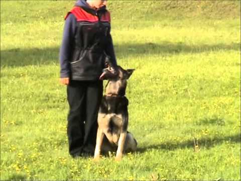 Video: Lūk, Kāpēc Labākai Apmācībai Jāizmanto Sava Suņa īstais Vārds