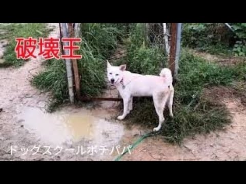 攻撃的な紀州ミックスにやられちゃいました