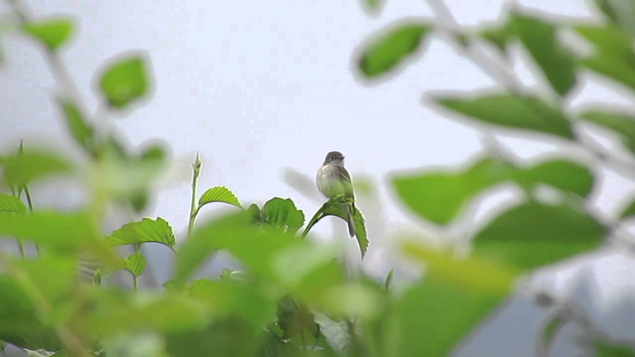 Least Flycatcher 