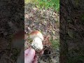 Белый гриб/ в лесу сухо/🍄