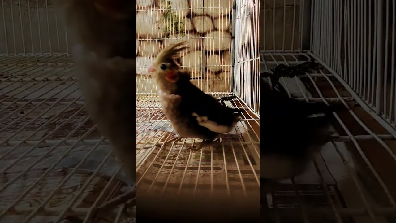 Our new Cockatiel Baby 