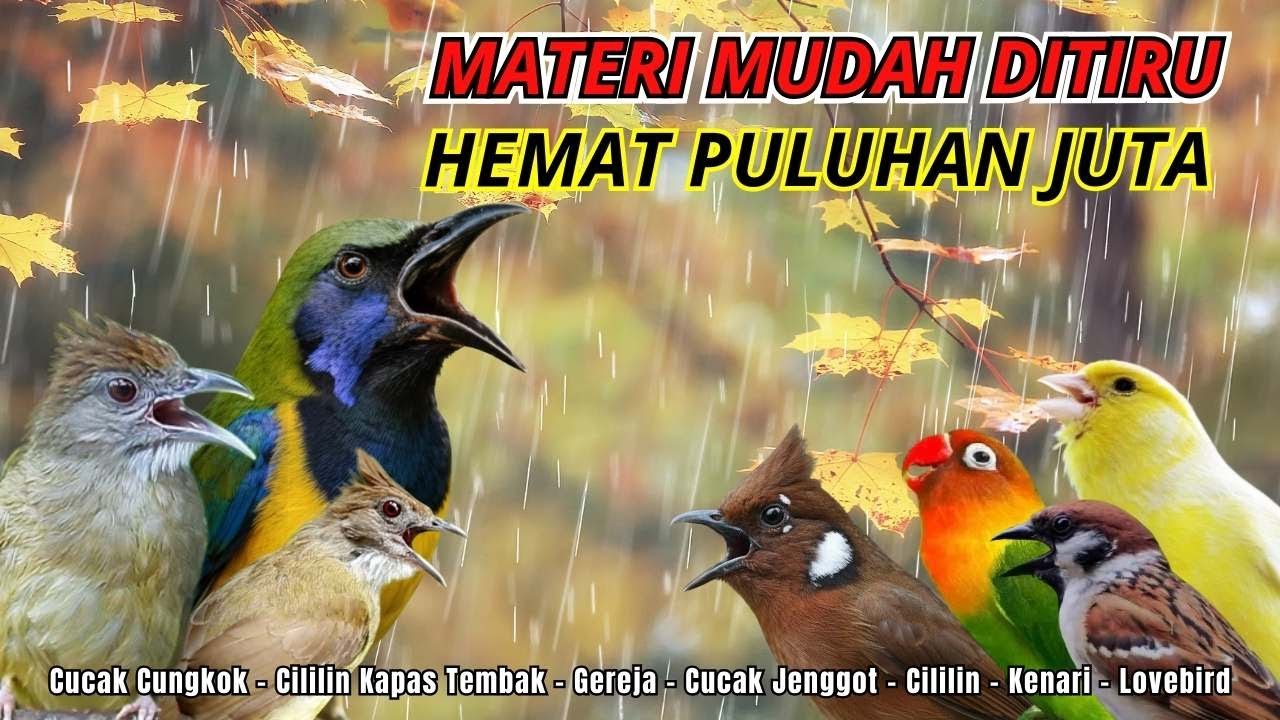 MASTERAN AMPUH MUDAH DITIRU UNTUK BURUNG FIGHTER - 24 JAM NONSTOP