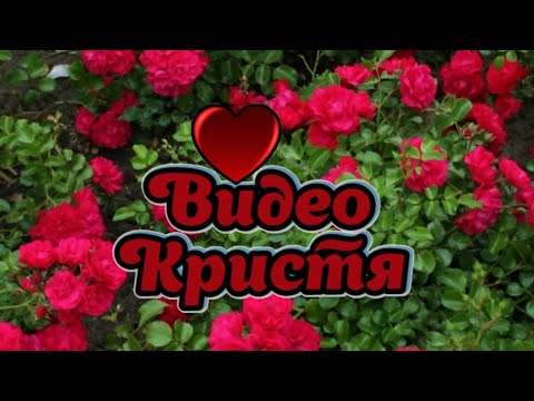 Красивые розы😍🌹Иванча Ivancea Шикарные розы🤗Beautiful roses🌹♥️Roses🌹Красивая природа😍Лето🤗Лето🤗Розы