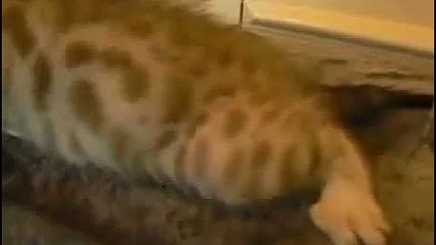 Video 5245551: snow bengal kitten, silver bengal kitten, pet breeds, kittens uk
