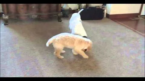 When Whippets & Goldendoodles Share Their Toys!