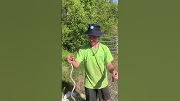 Sam & Kuzi find RARE SNAKE on job! | #shorts