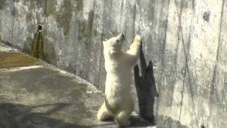 ホッキョクグマの赤ちゃん垂直跳び~Polar Bears Baby Jump!