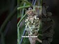 Fungi That Control Insect Minds: The Bizarre Truth