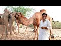 Camel with owner  camel by thar