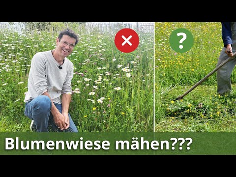 Video: Meet Wiesenblumen