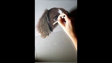 Speed drawing timelapse video Cocker Spaniel fast draw pet portrait in pastel