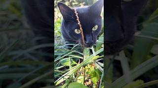 🐈⬛🌳😻 Black Panther 🐆 #cat #cats #catvideos #catlovers #kitten #pets #pet