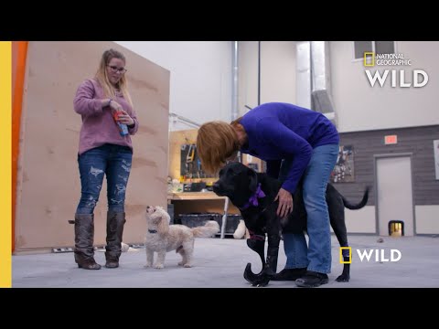 A Dog Tries on a Prosthetic Leg | Wizard of Paws