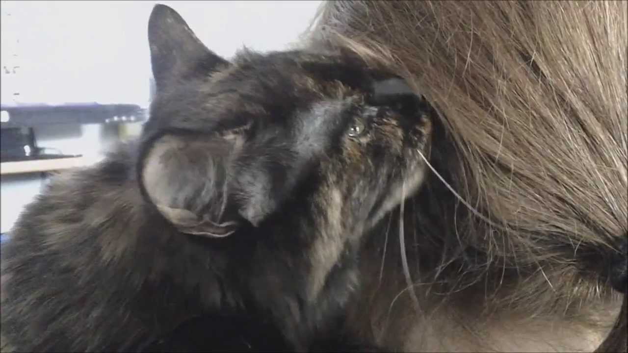 Funny Cat Loves Eating Hair - YouTube