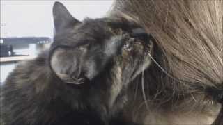 Funny Cat Loves Eating Hair