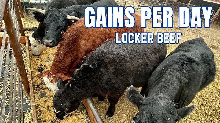 🐂 How to Calculate a Steer’s Gains Per Day