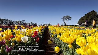 An Afternoon at the Tulip Farm