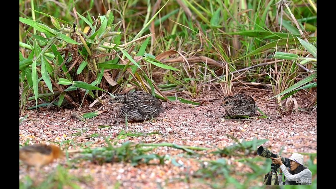 530.Blue-breasted Quail.