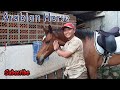 Beauty Arabian Horse Riding in Indonesia