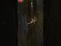 Spider Web 🕸️🕷️ #spider #spiderweb #spiderwebstitch #viral #telugufacts #telugushorts