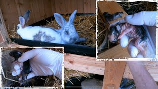 Schwache und Todgeweihte Kaninchenbabys entnehmen