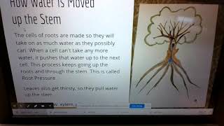 The Stem Slideshow