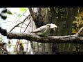 Cерая мухоловка поймала бабочку / Spotted flycatcher. Сочи #мухоловка #flycatcher #birdwatching