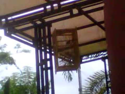 Suara Kicau Burung Blereng/cikrak daun gacor 