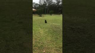 Schipperke “Clinker” learning to walk off lead and sit.