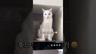 유키 덕분에 이제 후드 위까지 청소하게 됨😇🧹 #shorts #shortvideo #cat #funny #cute #고양이 #메롱유키