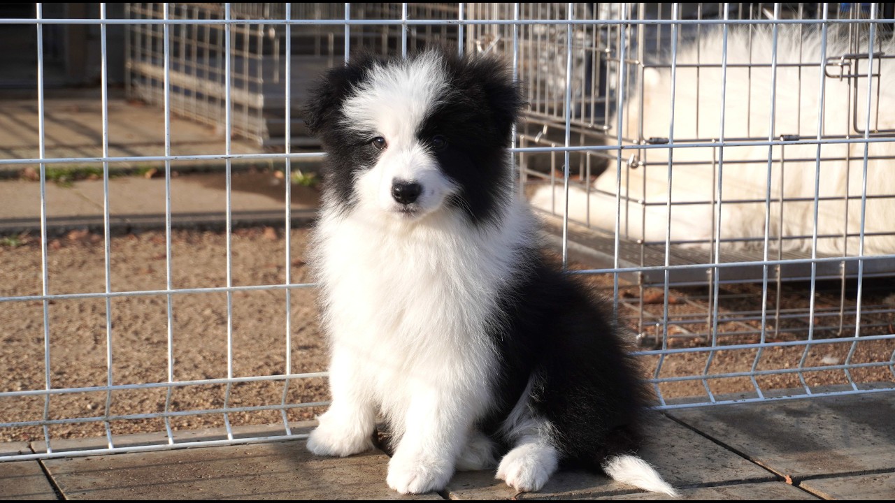 ボーダーコリー 2025年12月14日生まれ雌②ブラック - YouTube