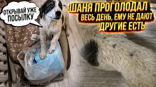 Дори умеет танцевать😍. Шане не давали есть целый день😳 Распаковываем посылку🥰