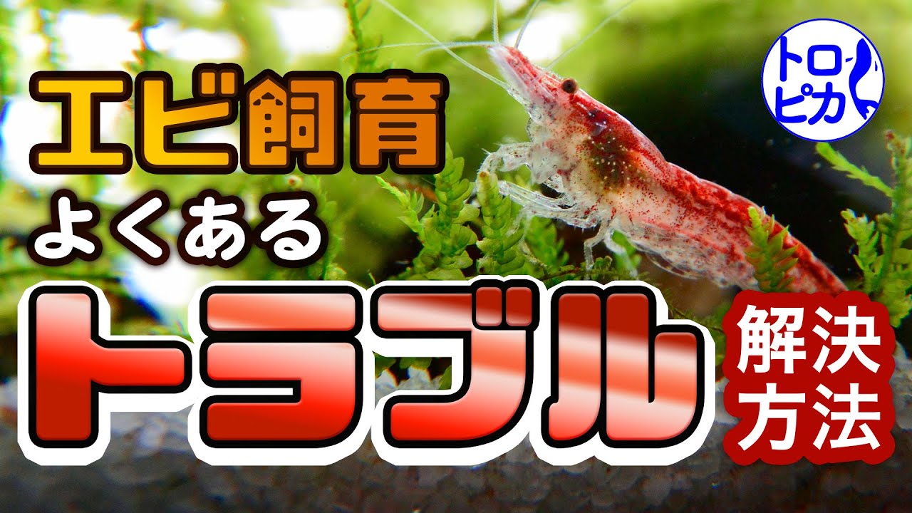 エビ水槽のトラブル10個 エビ飼育でよくある悩みの解決策をまとめました 東京アクアガーデン