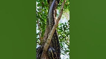 Carpet Python Climbing a Tree 🐍🌳 | Don’t Miss This!” #wildlife #python